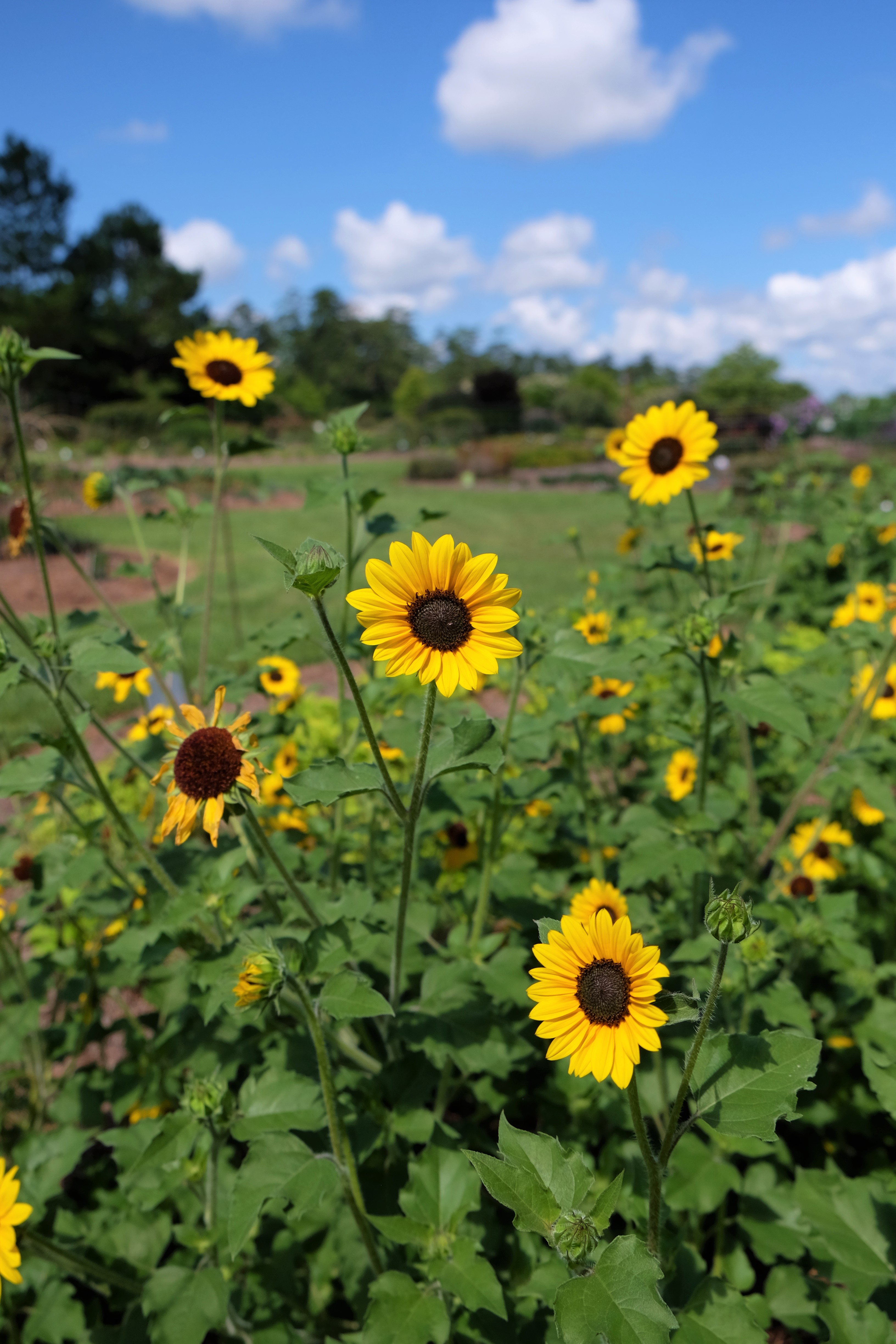 It’s time to spring into the garden